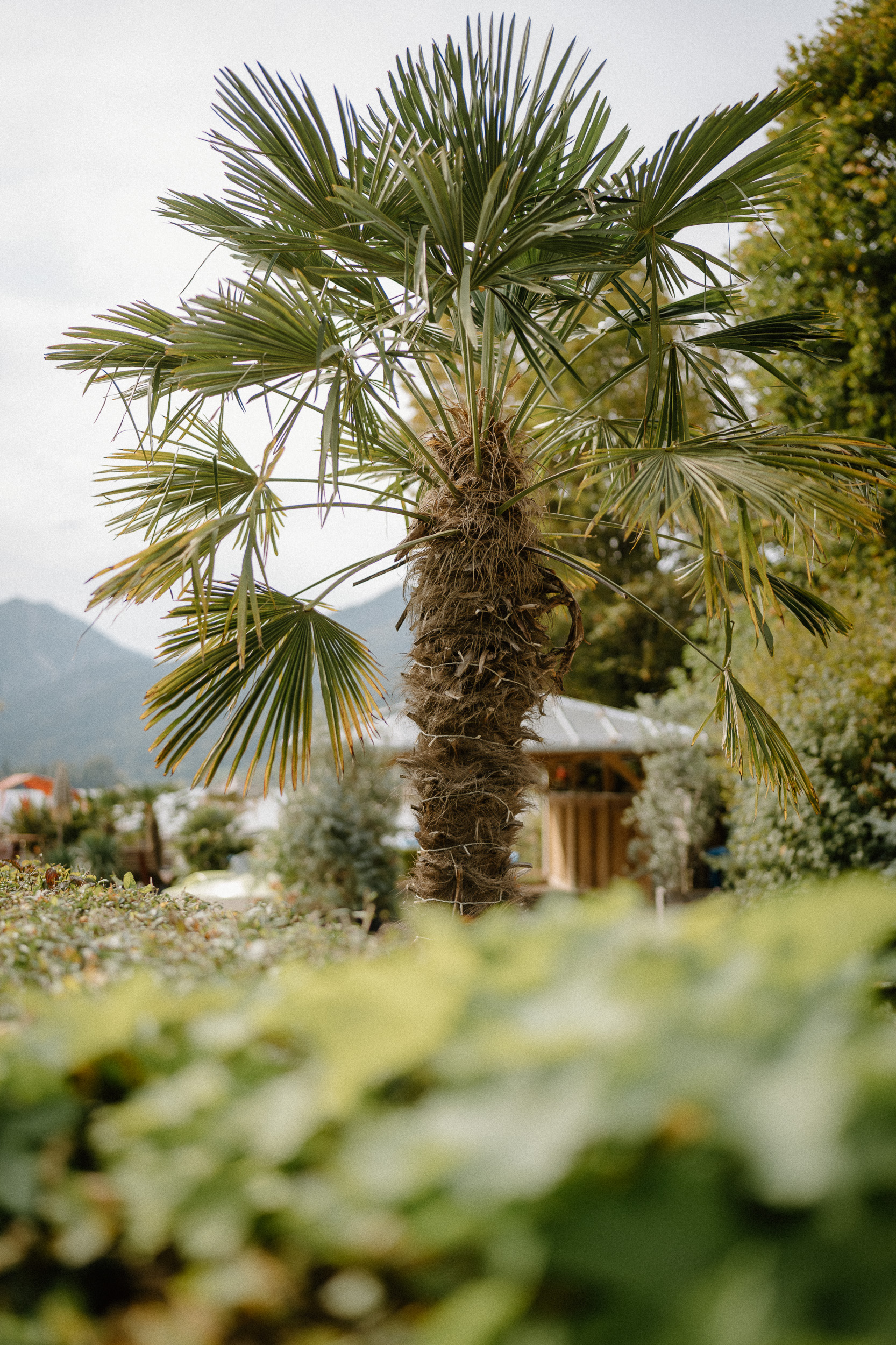 Palmen am Schliersee Biergarten